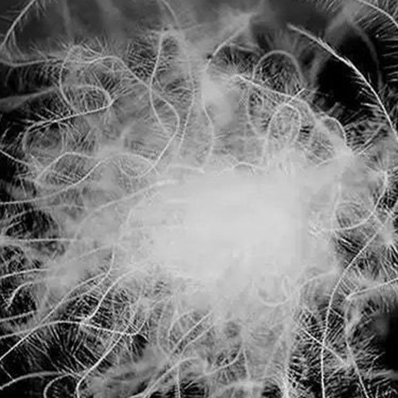 90% penugem de pato branco puro 90% penugem de pato branco puro