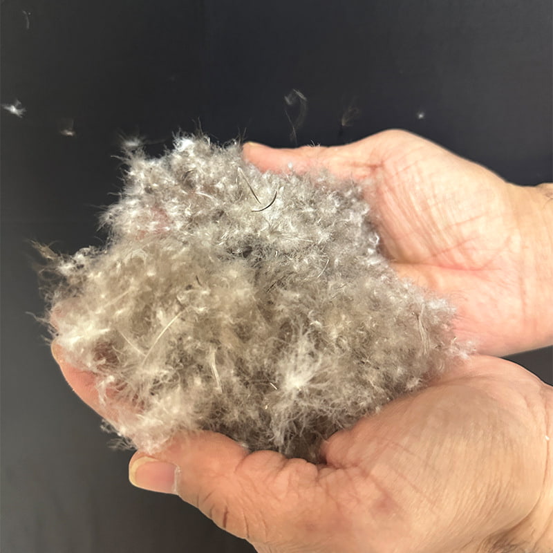 50% penugem de pato cinza 50% penugem de pato cinza