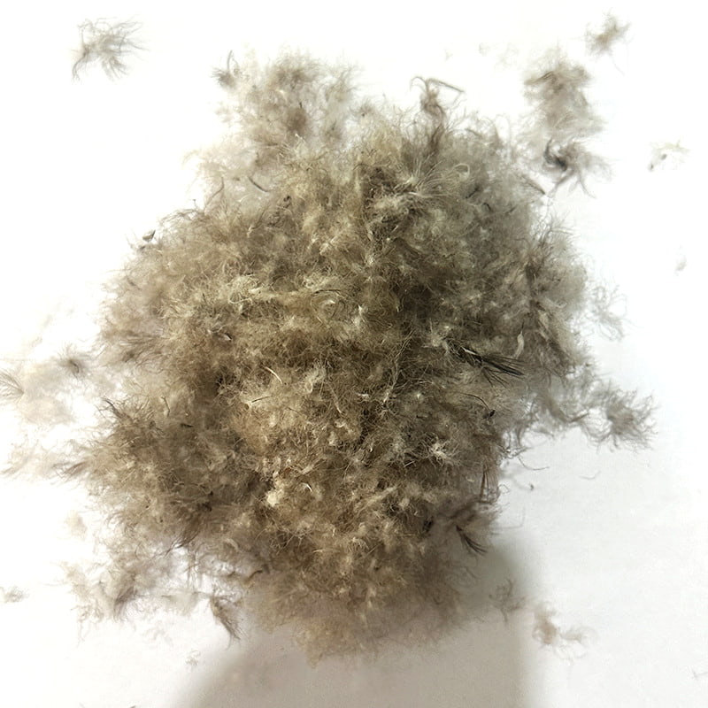 50% penugem de pato cinza 50% penugem de pato cinza