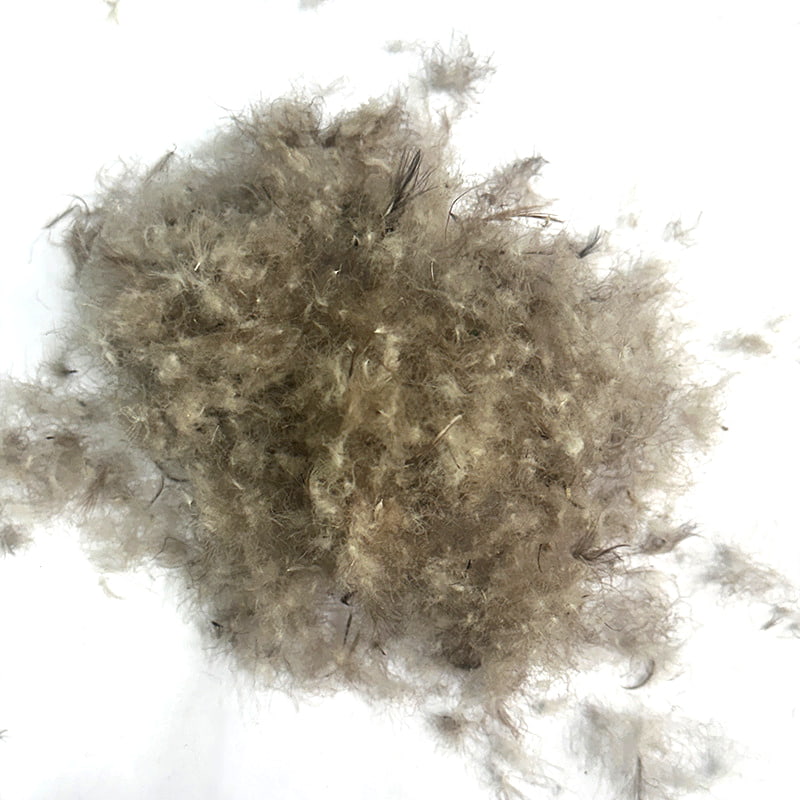 50% penugem de pato cinza 50% penugem de pato cinza