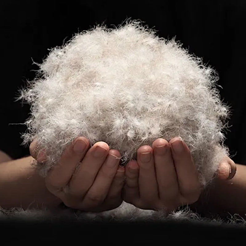 50% penugem de pato cinza 50% penugem de pato cinza