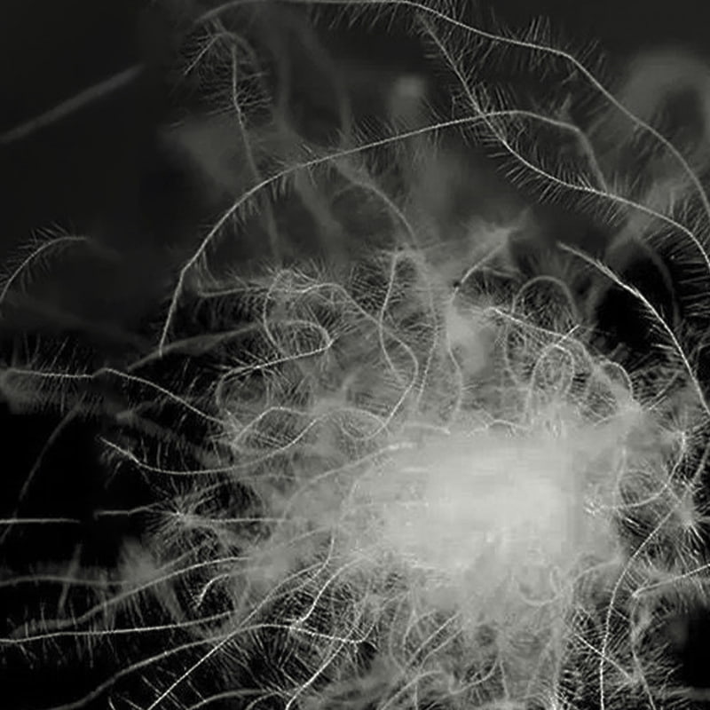 50% penugem de pato cinza 50% penugem de pato cinza