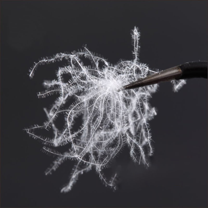 90% penugem de pato branco puro 90% penugem de pato branco puro