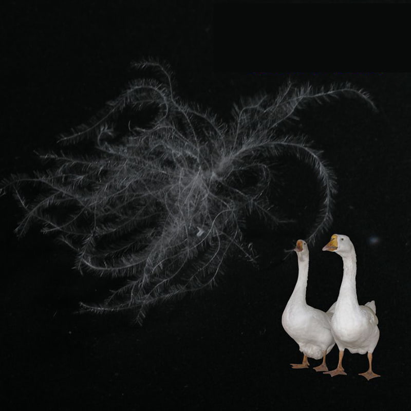 90% penugem de pato branco puro 90% penugem de pato branco puro